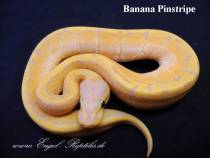 Banana Pinstripe 1.jpg
